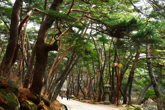 통도사 들머리인 무풍한송로. 천천히 걸어야 솔숲의 정수를 만끽할 수 있다.