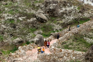 축제 취소에도 발길 이어지는 매화마을