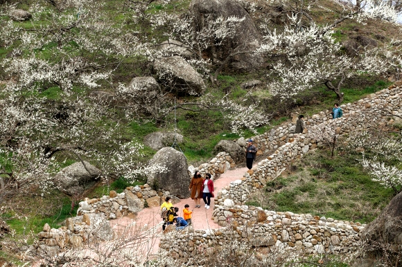 축제 취소에도 발길 이어지는 매화마을
