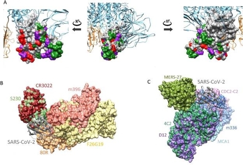 코로나19 바이러스 스파이크 단백질의 3차원 구조(A)와 사스 중화항체 (B) 및 메르스 중화항체(C) 결합 예측