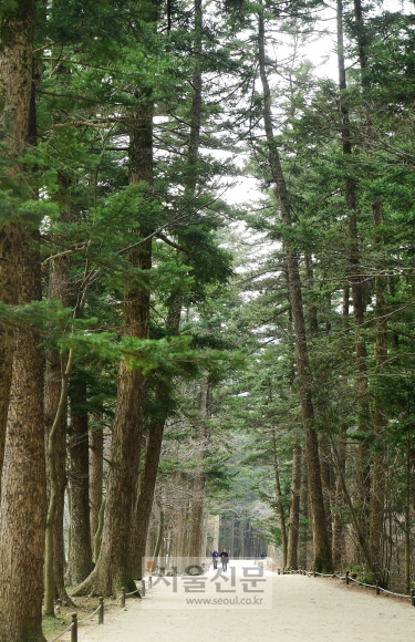 내소사로 드는 전나무 숲길. 수령 150년을 헤아리는 늙은 나무들이 일렬로 늘어서 있다.