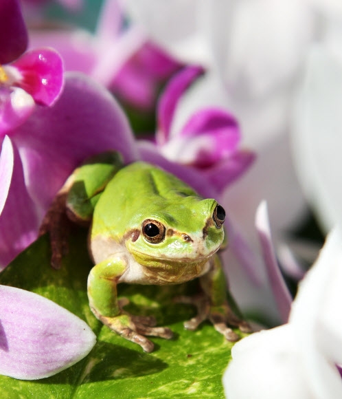 오늘 경칩… 겨울잠 깬 청개구리