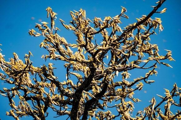 아프리카 우간다 오투크에서 메뚜기떼가 현지 주민들의 식량이자 주수입원인 시어버터나무를 먹어 치우며 초토화시키는 모습. 오투크 AFP 연합뉴스