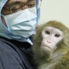 코로나19 치료제 개발 위해 영장류 실험 착수한다