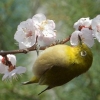 [포토] 봄을 즐기는 동박새