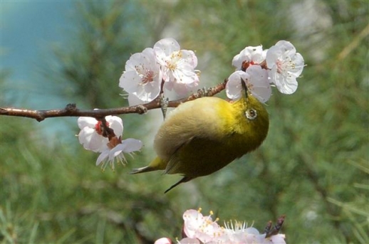 [포토] 봄을 즐기는 동박새