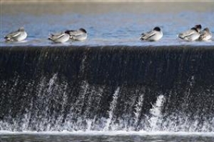 지친 우리, 언제쯤 저 오리들처럼 쉬어 볼까요