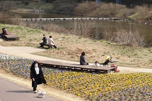 코로나19 공포에도 봄꽃 화사한 안양천변 활기…봄꽃 2만 5000송이 식재