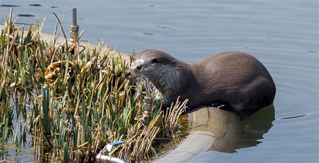 환경부가 실시한 2018년 장록습지 정밀 생태조사에서 서식이 확인된 수달. 광산구 제공