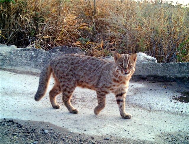 환경부가 실시한 2018년 장록습지 정밀 생태조사에서 서식이 확인된 삵. 광산구 제공