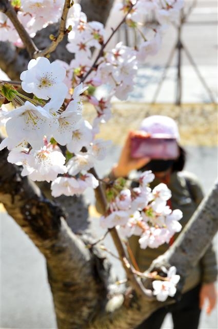 지난 16일 경북 포항시 남구 대잠동 볼의 공원 도로 주변에 심겨진 벚꽃이 꽃망울을 활짝 터뜨리자 산책 나온 시민이 휴대전화로 촬영하고 있다. 벚꽃 축제로 유명한 경북 경주시와 경남 창원시가 코로나19 확산을 막기 위해 축제를 취소했지만 오는 20일 전후로 벚꽃 피는 것을 보기 위해 관광객이 몰려들 것으로 전망되고 있다. 포항 뉴스1