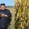 미 농무부 “올해 북한 쌀 수확량, 26년 만에 최저” 전망