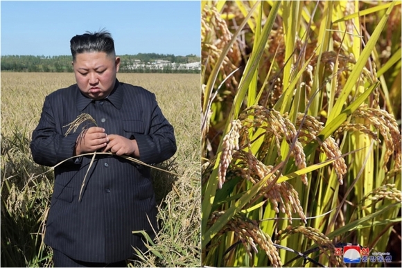 미 농무부 “올해 북한 쌀 수확량, 26년 만에 최저” 전망