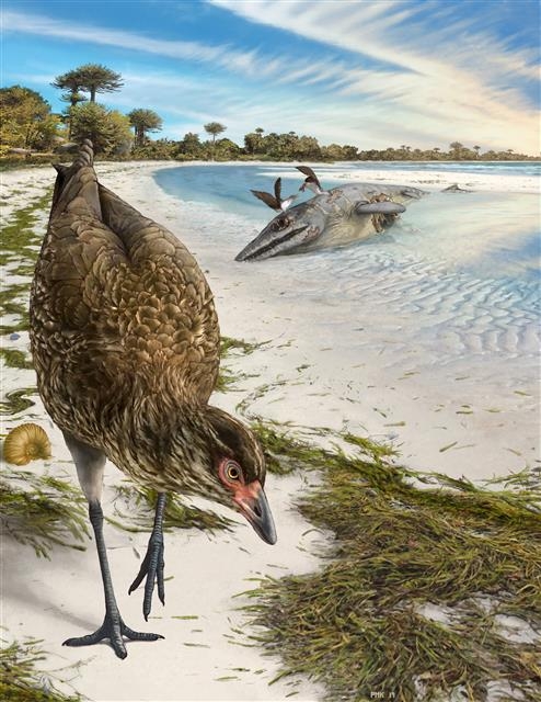 중생대 백악기 말 등장해 5차 생물 대멸종에서도 살아남은 현재 새들의 조상 ‘아스테리오니스 마스트리흐텐시스’의 상상도. 약 6670만년 전 벨기에 일부 지역은 현재 카리브해와 비슷한 기후환경을 가진 바닷가였으며 아스테리오니스는 육지새와 물새 중간 정도의 모습으로 주로 해안가에서 살았을 것으로 추정된다. 네이처/Phillip Krzeminski 제공