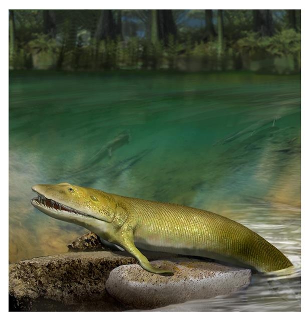 물고기에서 육지 척추동물로 이행하는 진화 단계에 있었던 사지형 어류 ‘엘피스토스테게 왓소니’의 상상도. 네이처/Katrina Kenny 제공