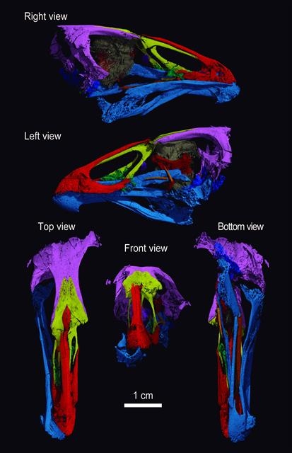 세계에서 가장 오래된 조류인 ‘아스테리오니스 마스트리흐텐시스’의 두개골 입체영상 이미지. 영국 케임브리지대 제공