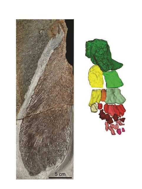 사지형 어류 엘피스토스테게 앞지느러미 부분 화석(왼쪽)을 고에너지 컴퓨터단층촬영(CT) 기법으로 촬영(오른쪽)해 분석한 결과 지느러미 끝부분에 손가락, 발가락처럼 갈라진 뼈가 존재하고 있음을 알 수 있다. 호주 플린더스대 제공