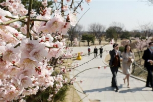 그래도 꽃은 피나봄