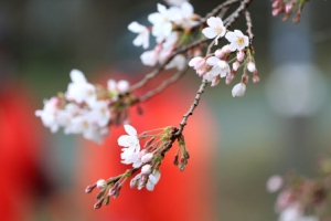봄 태풍 지나고 포근한 ‘춘분’…주말에도 맑고 포근