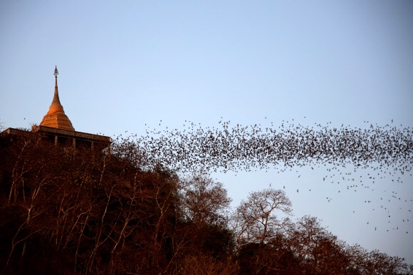 Bats fly out of the cave at Wat Khao Chong Phran in Ratchaburi