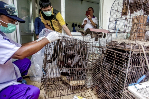 인도네시아 보건 관계자들이 지난 14일(현지시간) 자바 중부의 솔로 동물시장에서 가져온 박쥐들을 검수하고 있다. 자바 AP 연합뉴스