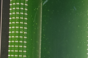 여주 4월부터 친환경 클로렐라 농가에 종균 분양