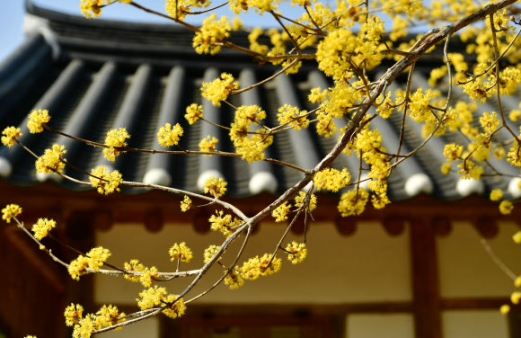 [포토] 봄을 알리는 산수유