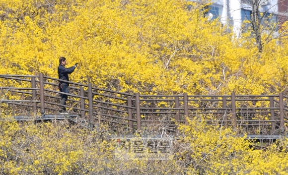 완연한 봄날씨를 보인 22일 서울 응봉산에 개나리꽃이 피어 있다. 2020.3.22 박지환기자 popocar@seoul.co.kr