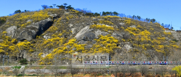 완연한 봄날씨를 보인 22일 서울 응봉산에 개나리꽃이 피어 있다. 2020.3.22 박지환기자 popocar@seoul.co.kr