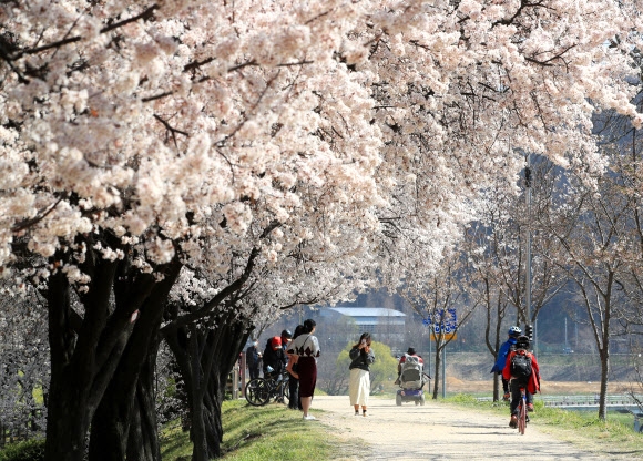 대구시민 마음 달래줄 매화꽃