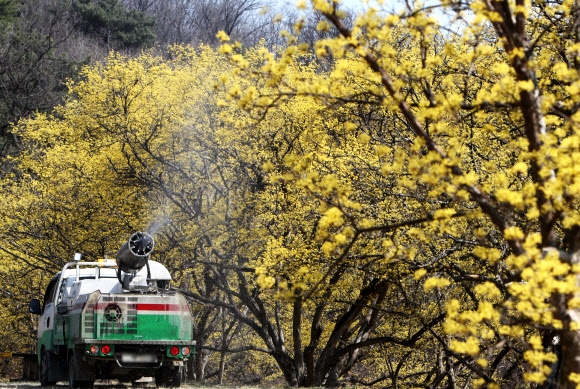 경기 이천시 백사면 산수유마을에서 방역차가 꽃길을 가르며 소독약을 뿜어내는 모습. 이천 연합뉴스