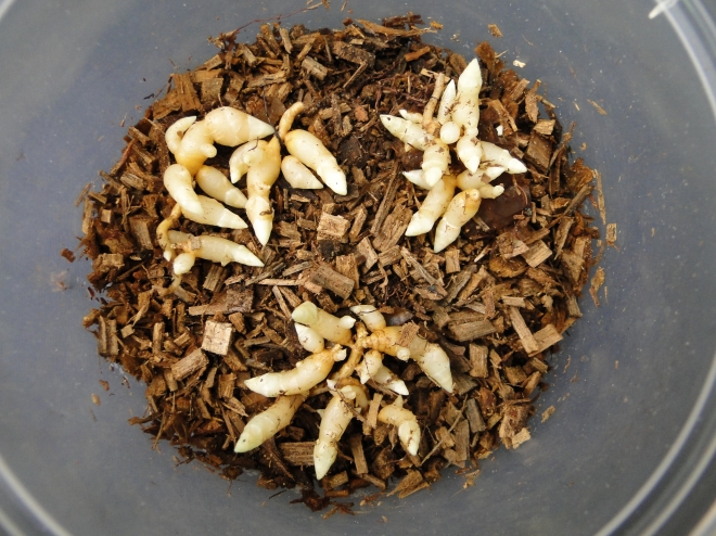 국립산림과학원은 기존 배양법에 비해 배양기간과 오염률을 획기적으로 개선한 인공씨천마 배양 기술을 국내 최초로 개발했다. 국립산림과학원 제공