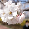 서울 벚꽃, 오늘(27일) 개화... “관측 이래 가장 이른 개화”
