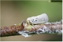 환경부가 생태계교란생물로 지정한 미국선녀벌레는 끈적거리는 분비물을 배출해 식물의 잎과 줄기에 그을음병을 유발한다. 환경부 제공