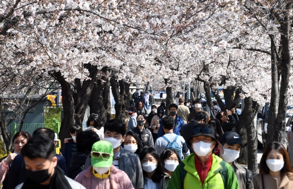 다음달 1일부터 출입을 통제하는 서울 영등포구 여의도 윤중로를 찾은 시민들이 마스크를 쓴 채 아직 만개하지 않은 벚꽃길을 즐기는 모습. 박윤슬 기자 seul@seoul.co.kr