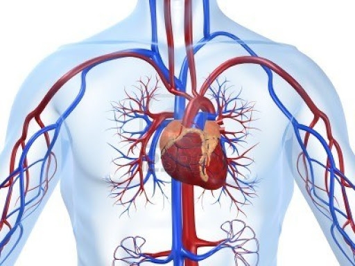 국내연구진, 심혈관질환 치료 가능한 혈관줄기세포 개발 성공