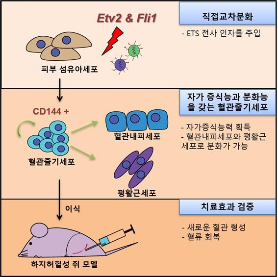 혈관줄기세포 제작과 동물실험 과정 연구팀은 섬유아세포에 Etv2와 Fli1의 주입하는 직접교차분화을 통해 혈관줄기세포을 만들고 이 줄기세포가 자가증식능력을 가지며, 혈관을 구성하는 혈관내피세포와 평활근세포로 분화가 가능하다는 것을 확인했다. 연구팀은 뒷다리에 허혈성 질환을 갖는 실험용 쥐에 주입 시 혈관이 재생되고 혈류가 회복되는 것을 관찰했다.  울산과학기술원(UNIST) 제공