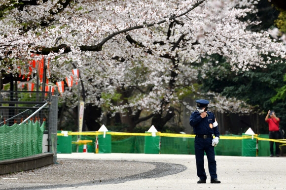 코로나19로 폐쇄된 도쿄 벚꽃 명소