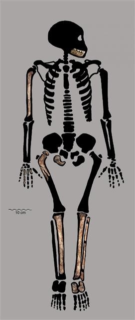 오스트랄로피테쿠스보다 늦게 나타났지만 비슷한 시기에 살았던 현생인류의 또 다른 조상 ‘호모 날레디’의 청소년 팔, 다리, 턱뼈 일부 화석을 분석한 결과 유인원과는 다른 성장 과정을 보임을 밝혀냈다. 플로스 원 제공
