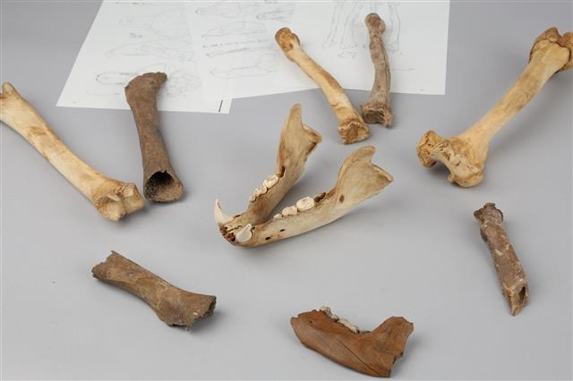 월성에서 출토된 곰뼈. 국립경주문화재연구소 제공