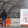 용인 에버랜드 벚꽃축제도 취소…‘내년에 만나요’
