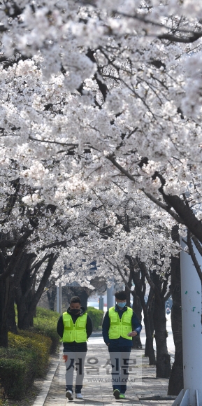 코로나 19여파로 여의도 벚꽃길 일부가 폐쇄된 가운데 2일 서울 여의도에서 영등포구청소속 가로정비 관계자들이 순찰을 돌고 있다. 2020.4.2 박지환기자 popocar@seoul.co.kr