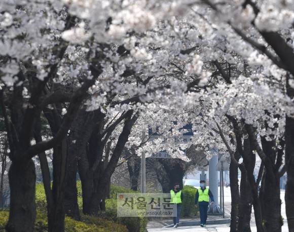 코로나 19여파로 여의도 벚꽃길 일부가 폐쇄된 가운데 2일 서울 여의도에서 영등포구청소속 가로정비 관계자들이 순찰을 돌고 있다. 2020.4.2 박지환기자 popocar@seoul.co.kr