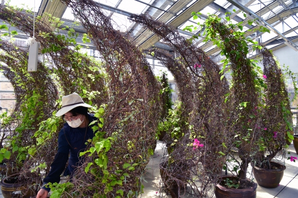 서울식물원 직원이 재배온실에서 덩굴식물을 전시온실로 옮기기 전 다듬고 있다.