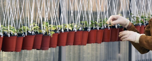 재배온실의 실무관이 식물원 곳곳으로 옮겨 심을 모종을 정리하고 있다.