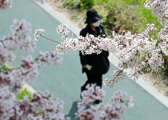 양재천 산책로 ‘벚꽃이 예뻐도, 주말은 안 돼요’