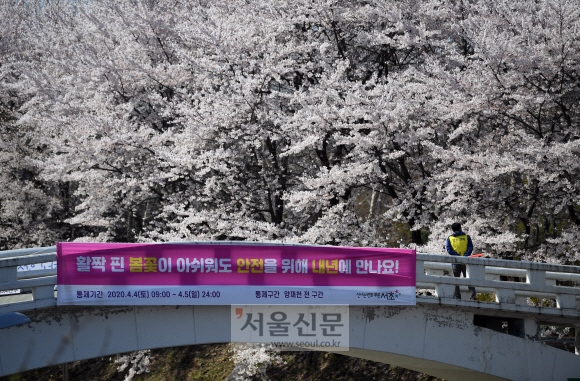 코로나19 확산 방지를 위해 양재천 벚꽃길이 ‘사회적 거리두기’ 차원에서 전면 통제된 5일 서울 강남구 양재천 산책로가 상춘객 없이 한산한 모습을 보이고 있다.  2020.4.5 박윤슬 기자 seul@seoul.co.kr