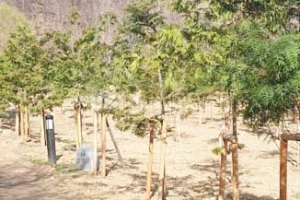 군포시, 항균·살균 작용 뛰어난 편백 숲길 조성