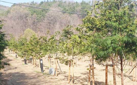 초막골생태공원에 조성한 300m 편백 숲길. 군포시 제공 
