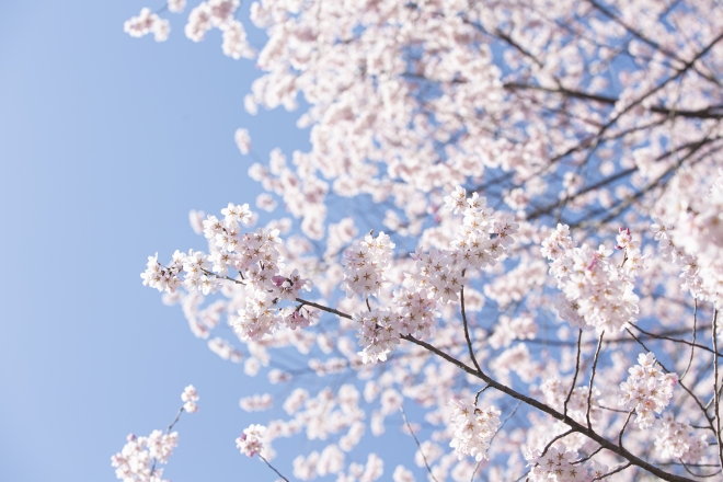 꽃이 아름다워 봄 축제의 상징인 벚나무가 온실가스 흡수 효과가 높은 것으로 나타났다. 국립산림과학원 제공